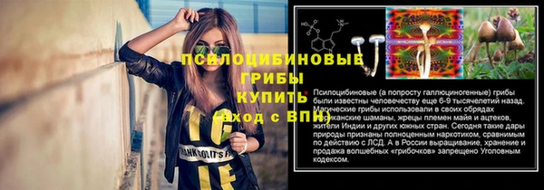 шишки Магас